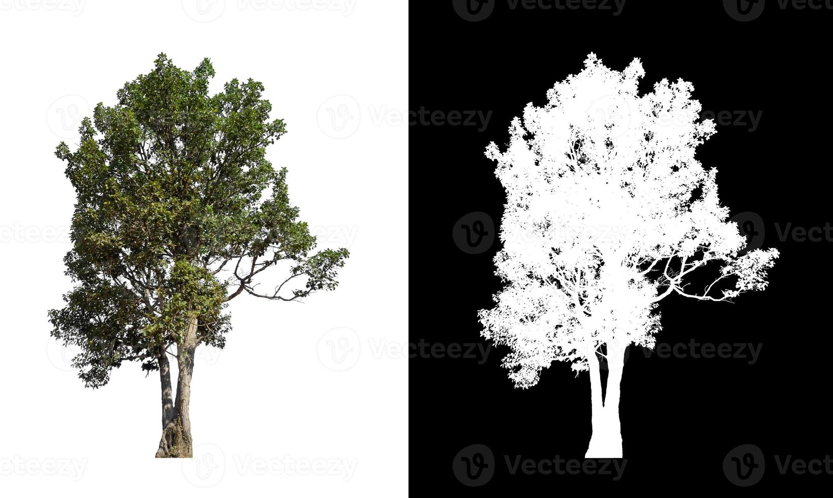Tree isolated on white background with clipping path and alpha channel photo