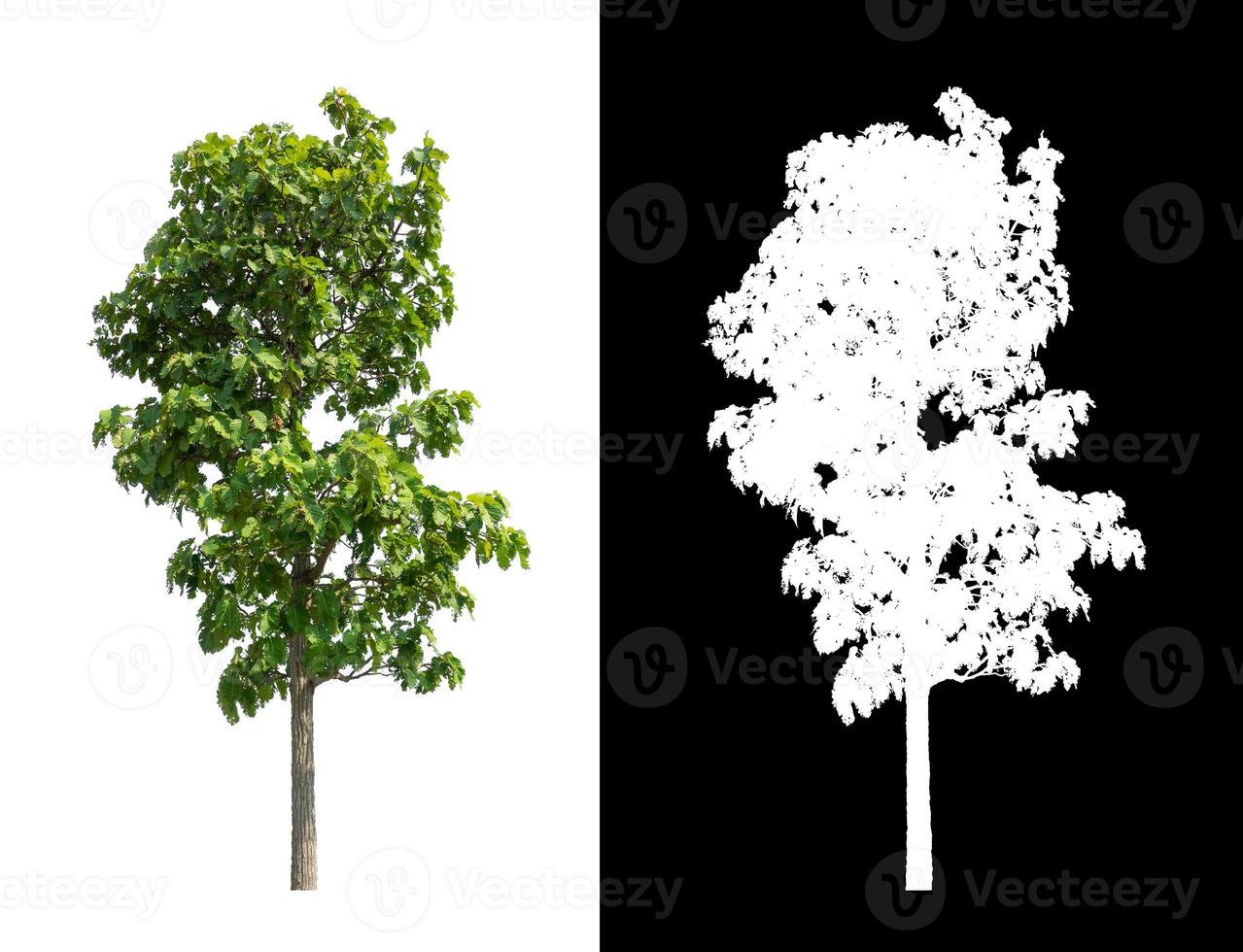 Tree isolated on white background with clipping path and alpha channel photo
