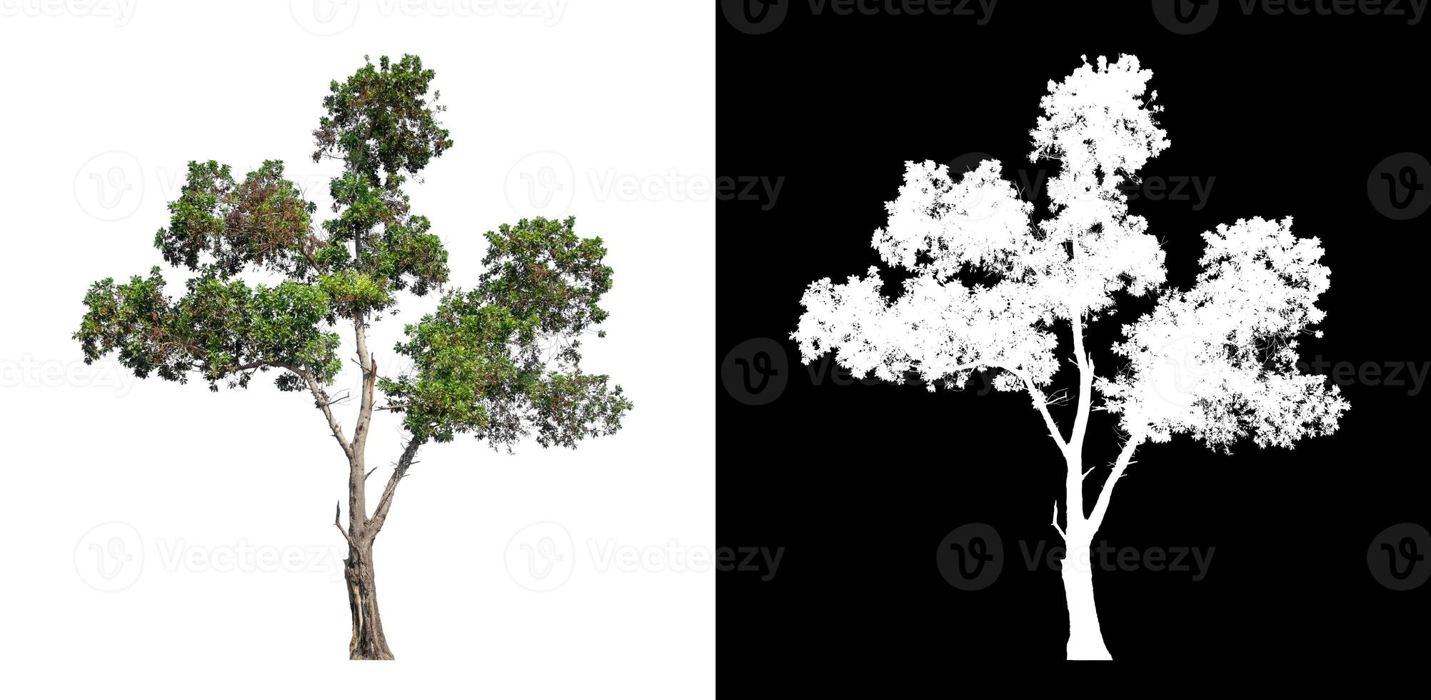 Tree isolated on white background with clipping path and alpha channel photo