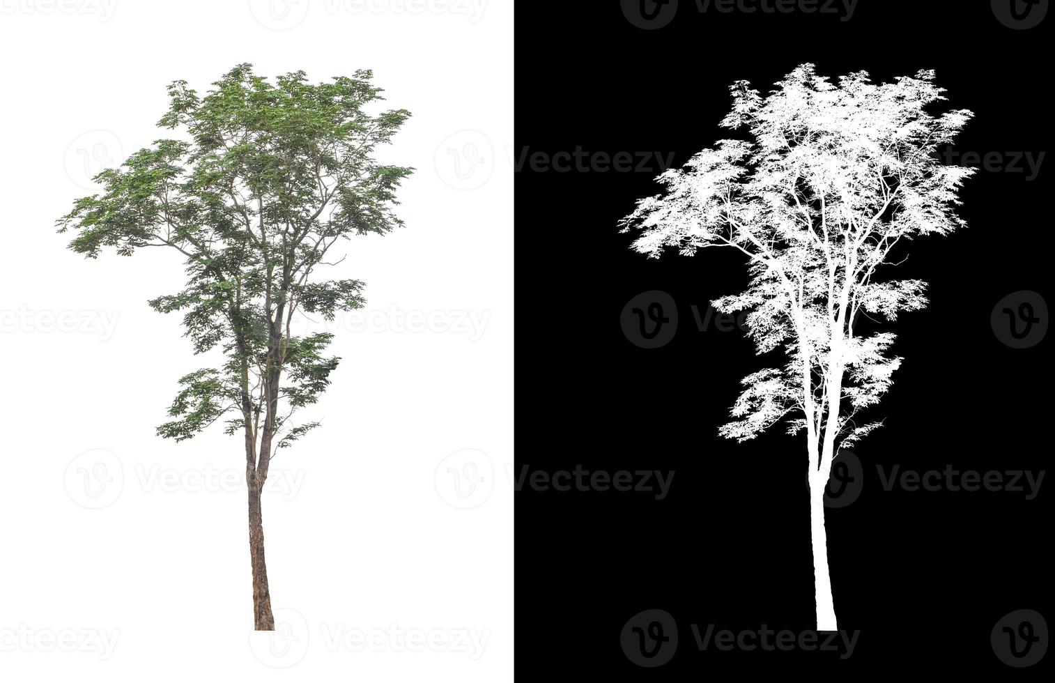 Tree isolated on white background with clipping path and alpha channel photo