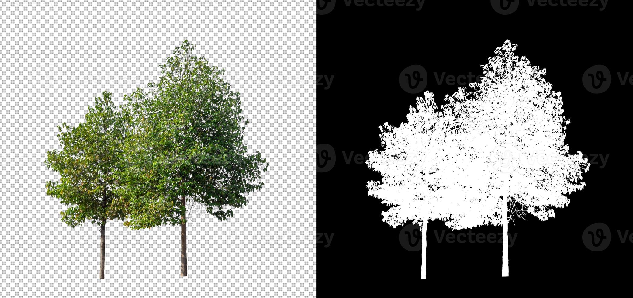 Isolated tree on transparent background with cut path and alpha channel. photo