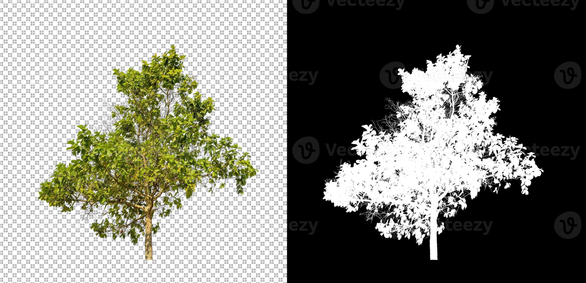 Isolated tree on transparent background with cut path and alpha channel. photo