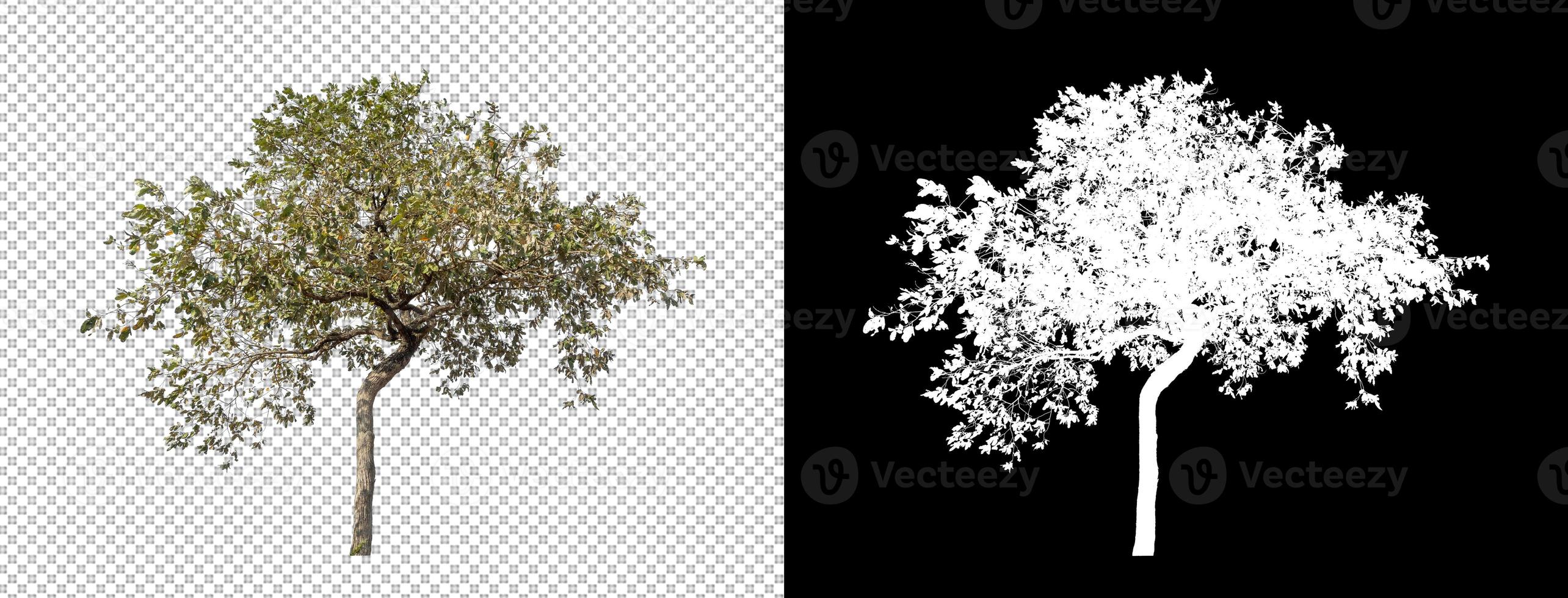 Isolated tree on transparent background with cut path and alpha channel. photo