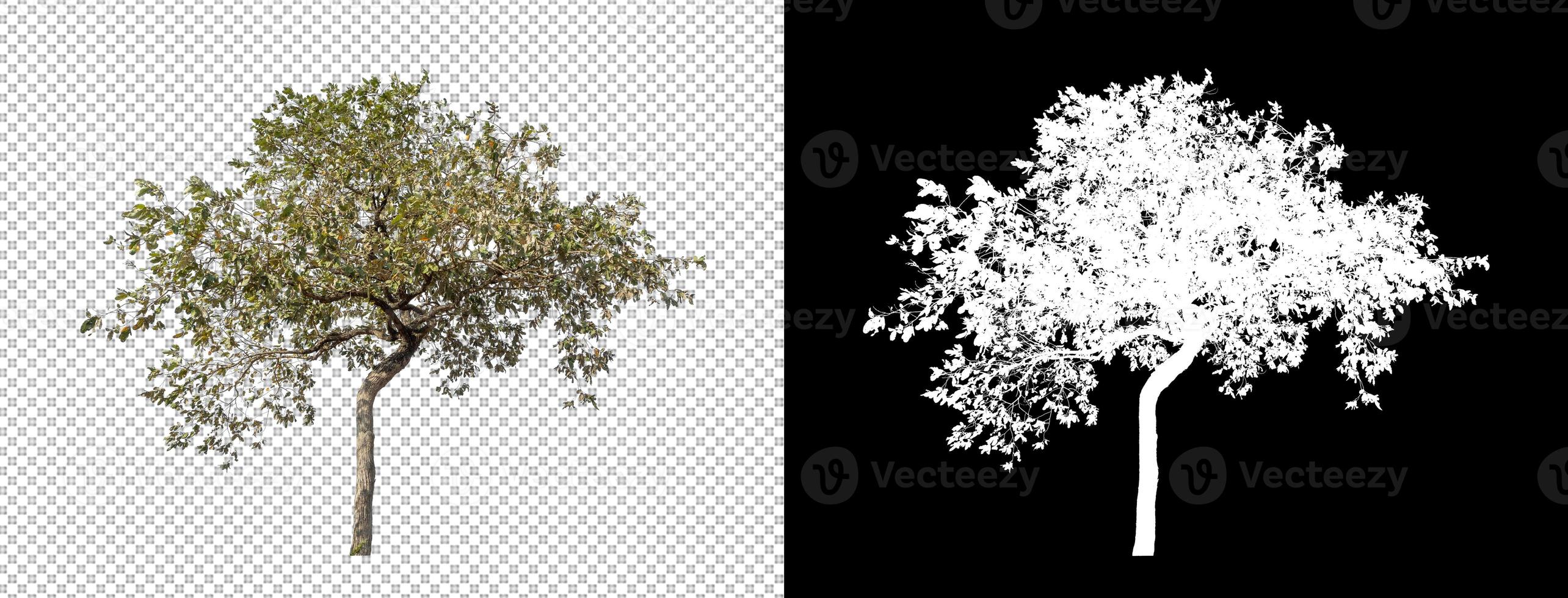 árbol aislado sobre fondo transparente con ruta de corte y canal alfa. foto
