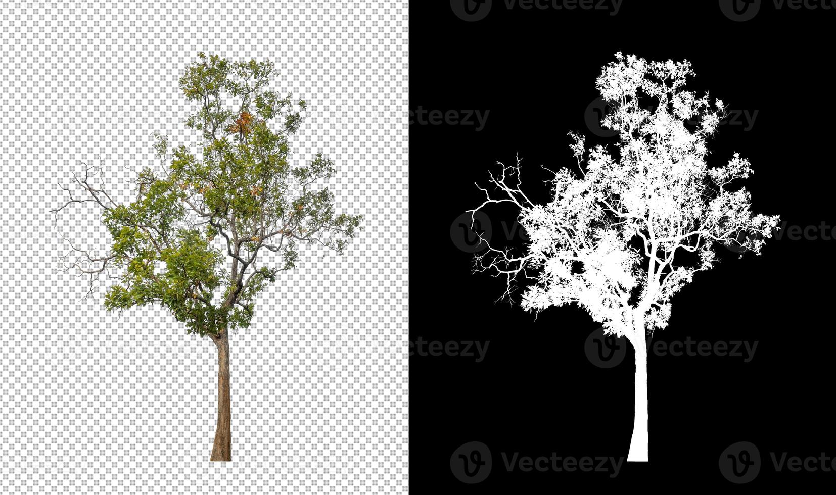 Isolated tree on transparent background with cut path and alpha channel. photo
