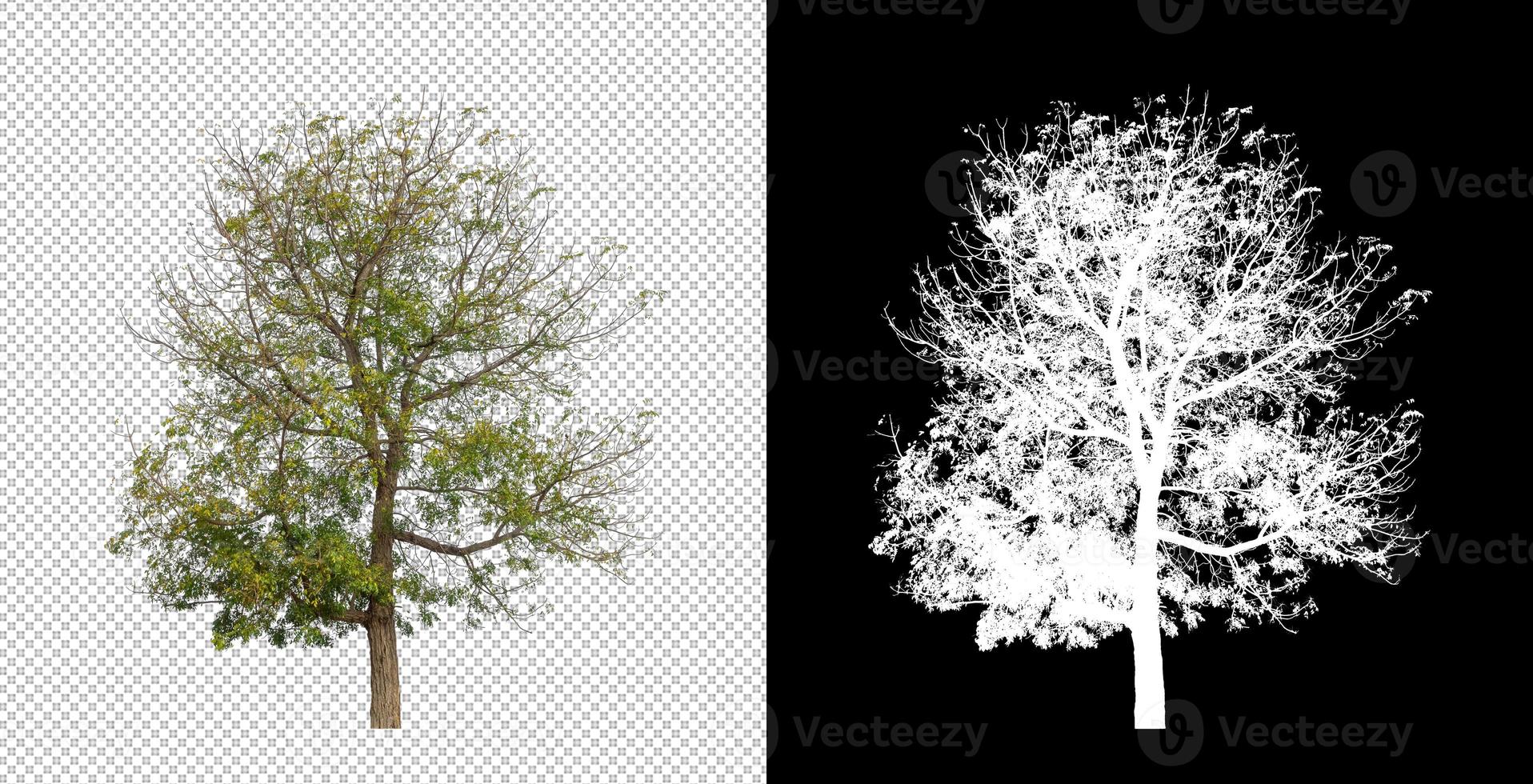 árbol aislado sobre fondo transparente con ruta de corte y canal alfa. foto