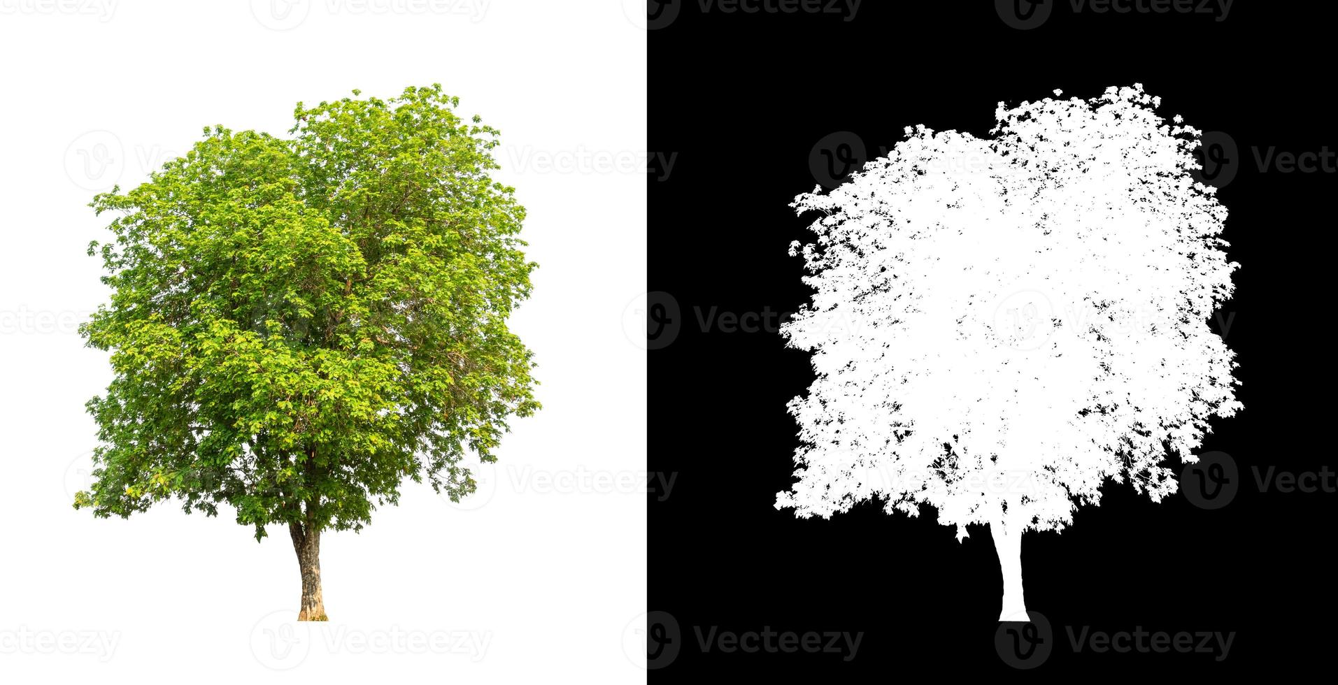 single tree with clipping path and alpha channel on black background photo