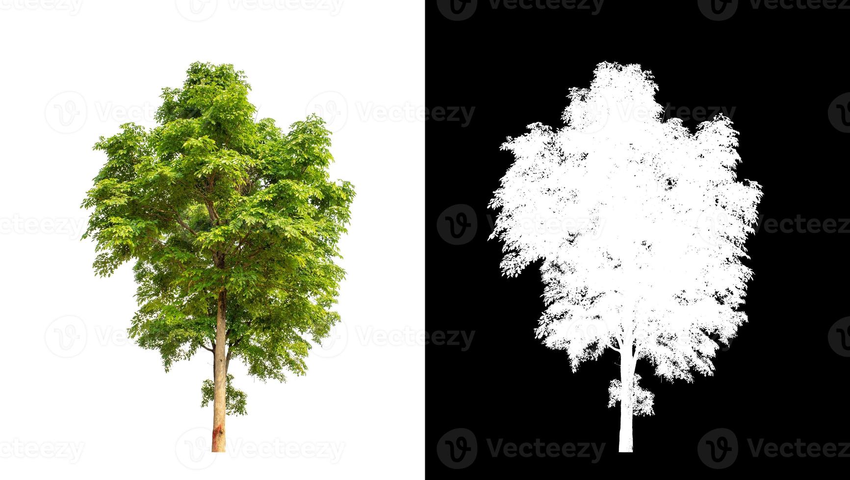 single tree with clipping path and alpha channel on black background photo