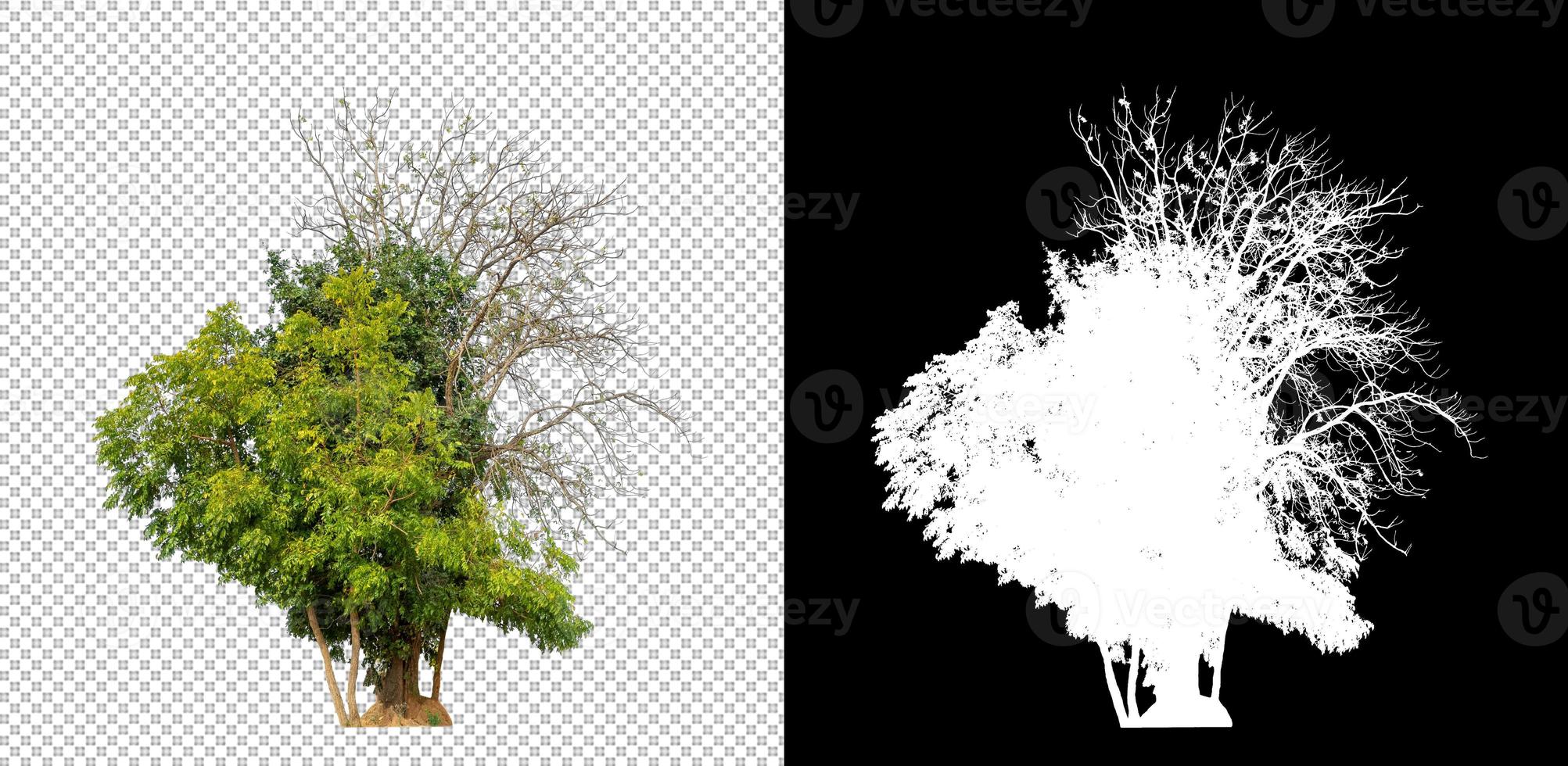 Tree isolated on transparent background with clipping path and alpha channel photo