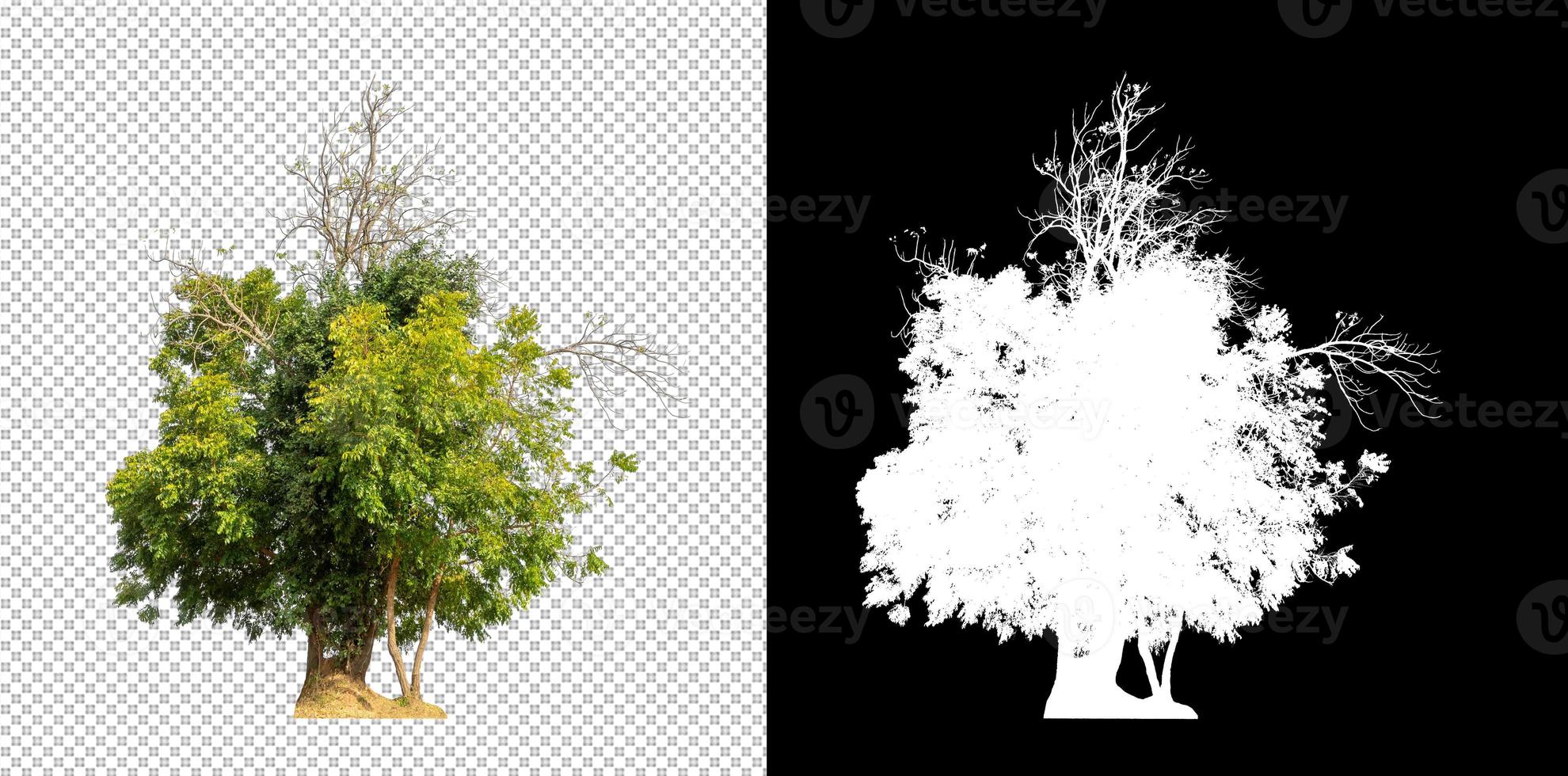 Tree isolated on transparent background with clipping path and alpha channel photo