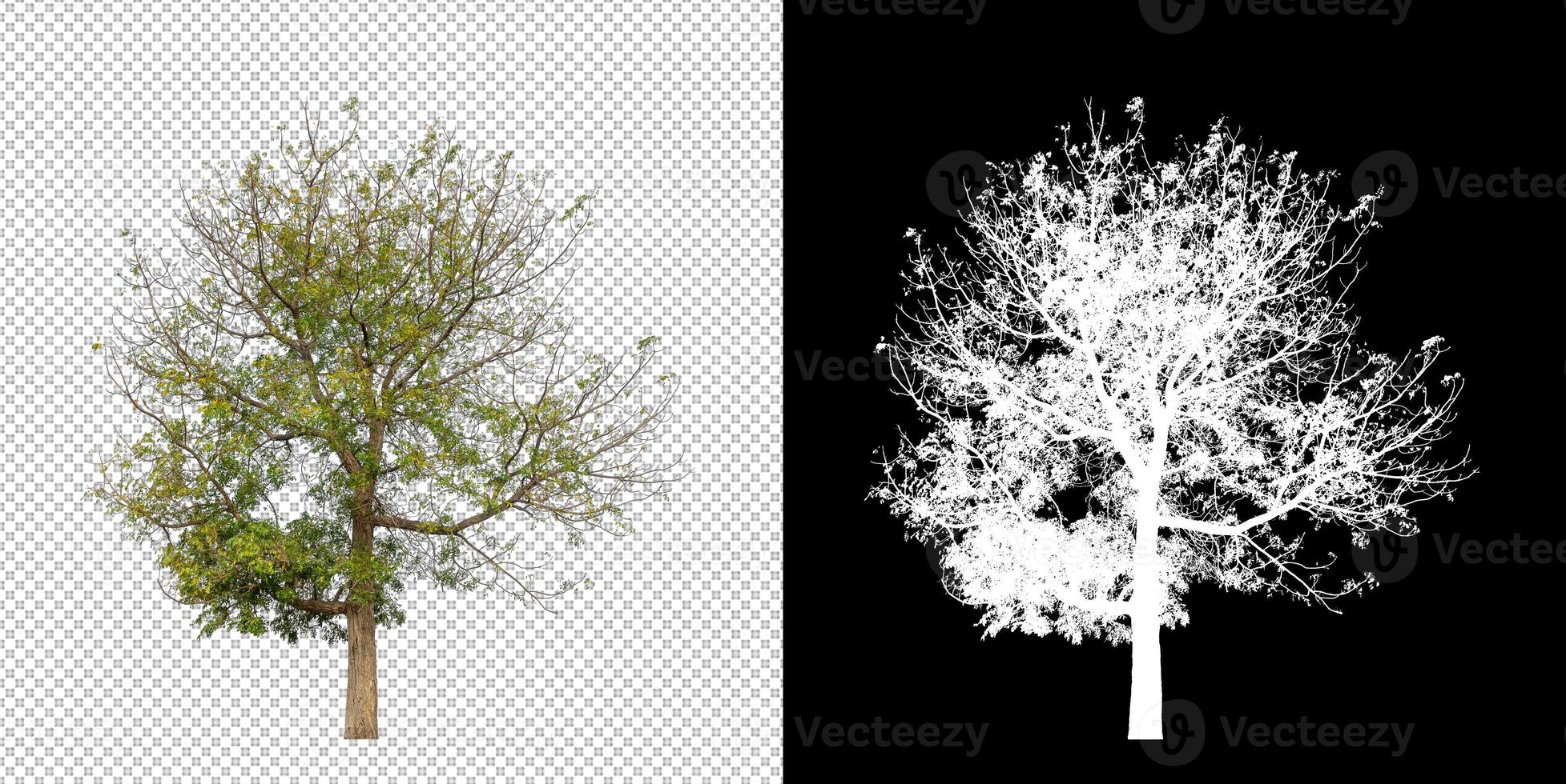 Tree isolated on transparent background with clipping path and alpha channel photo