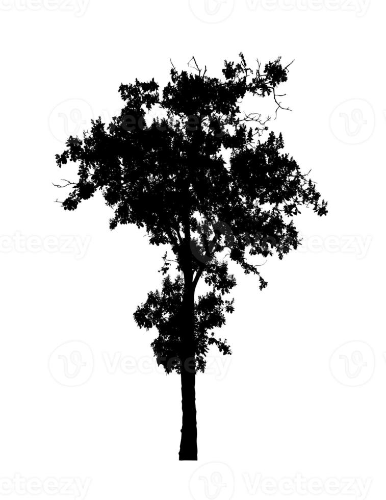 Tree silhouette for brush on white background photo