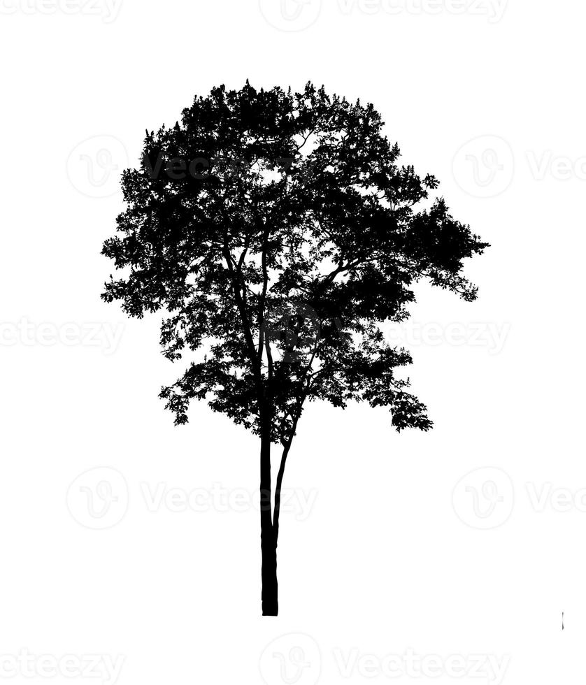 Tree silhouette for brush on white background photo