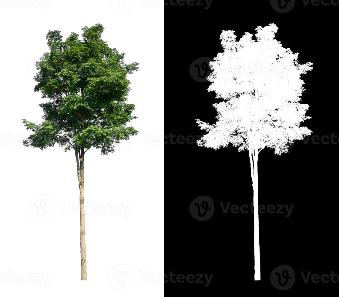 Tree isolated on a white background with clipping path and alpha channel photo