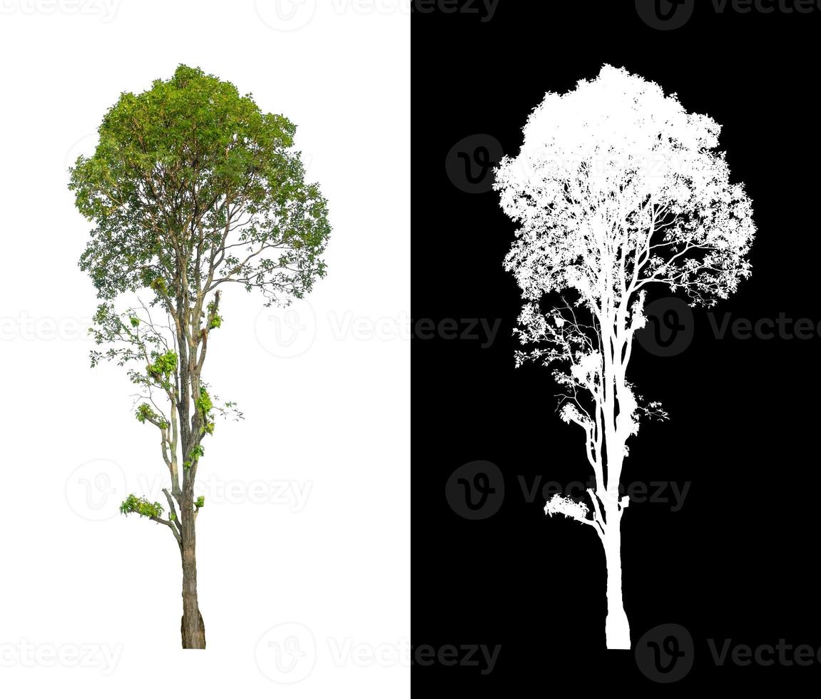 single tree with clipping path and alpha channel on black background photo