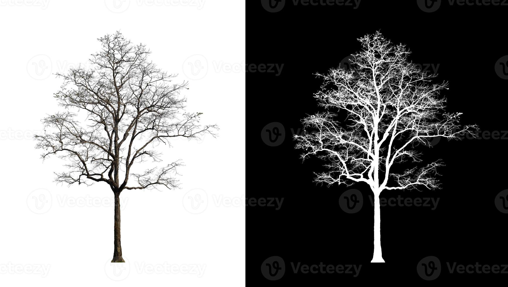 Tree isolated on a white background with clipping path and alpha channel photo
