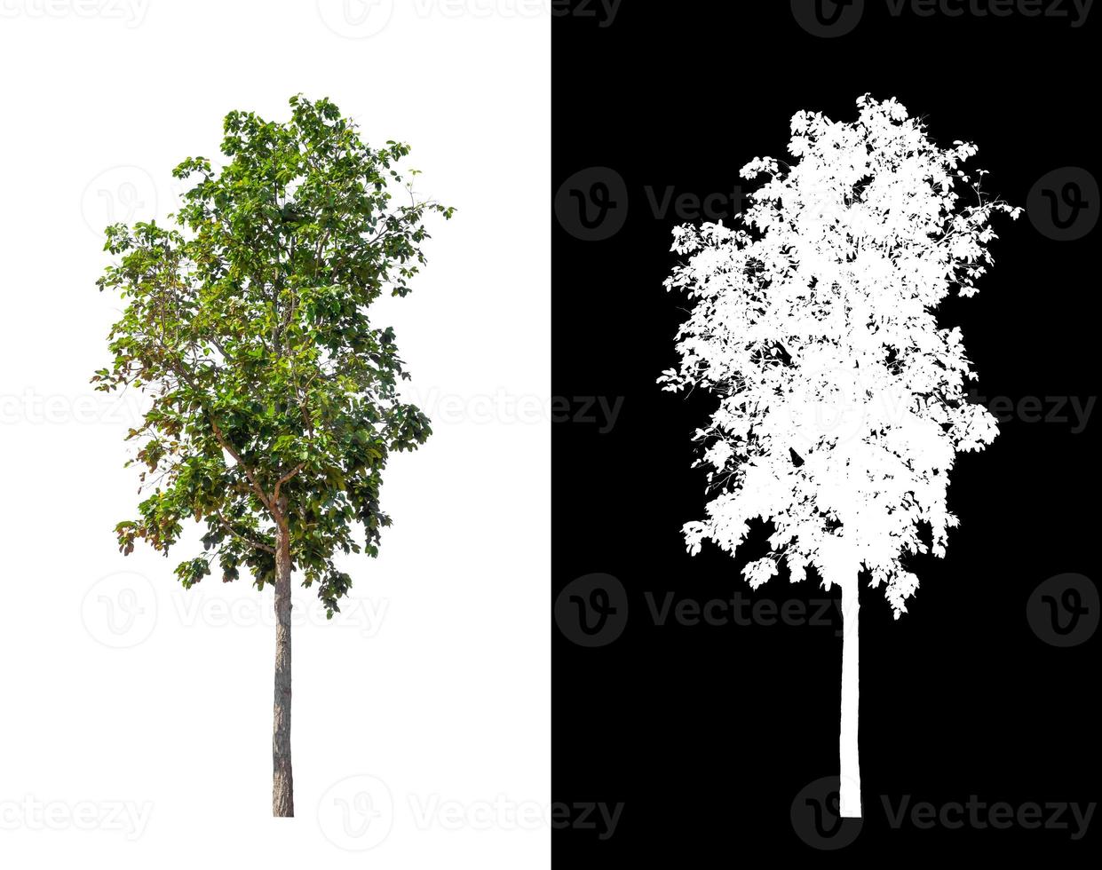Tree isolated on white background with clipping path and alpha channel photo