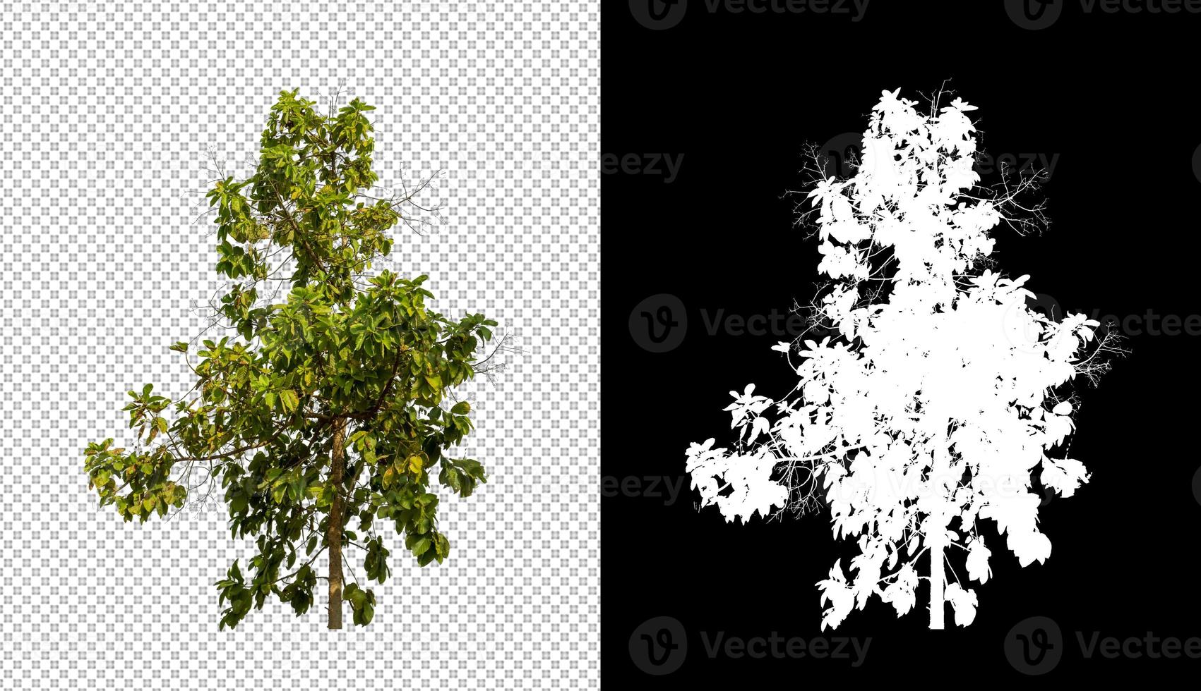 Isolated tree on transparent background with cut path and alpha channel. photo