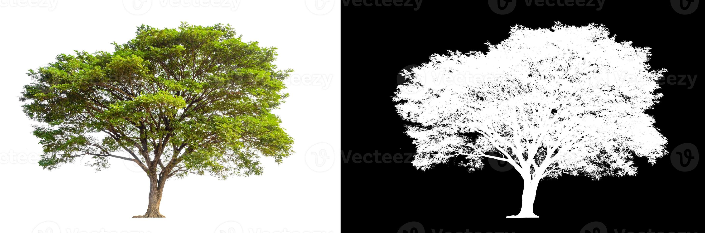 Tree isolated on white background with clipping path and alpha channel photo