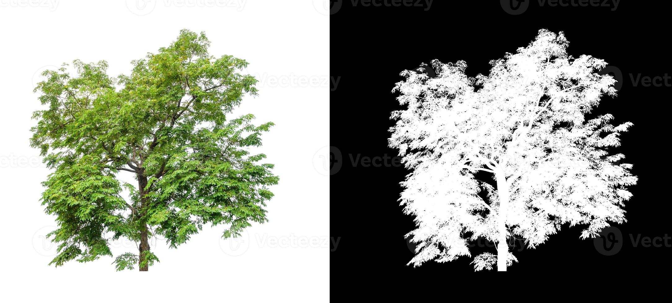 Tree isolated on white background with clipping path and alpha channel photo