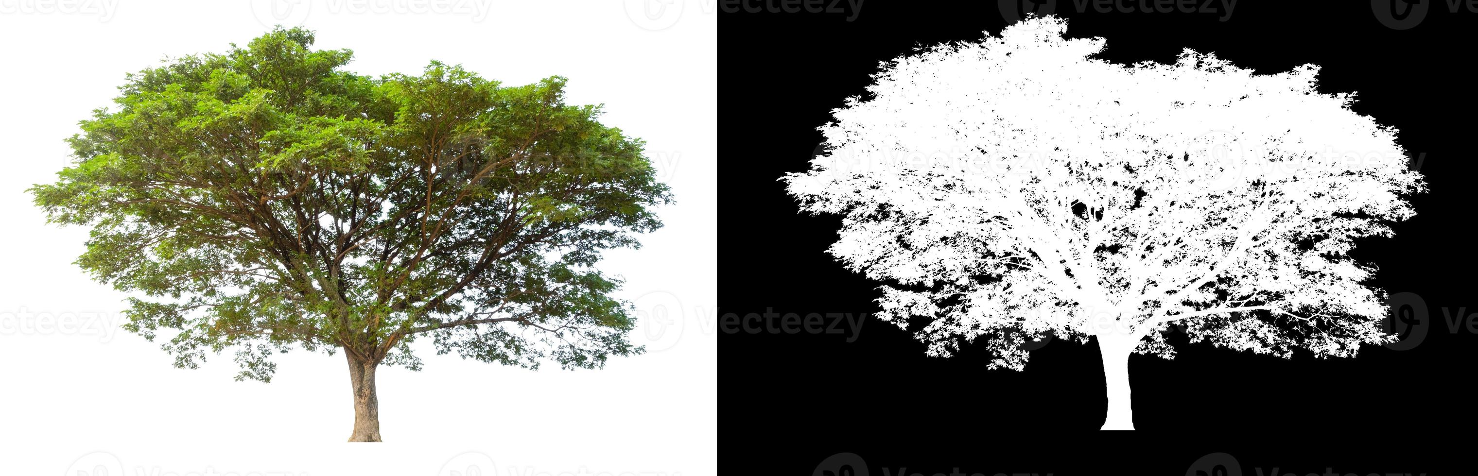 Tree isolated on white background with clipping path and alpha channel photo