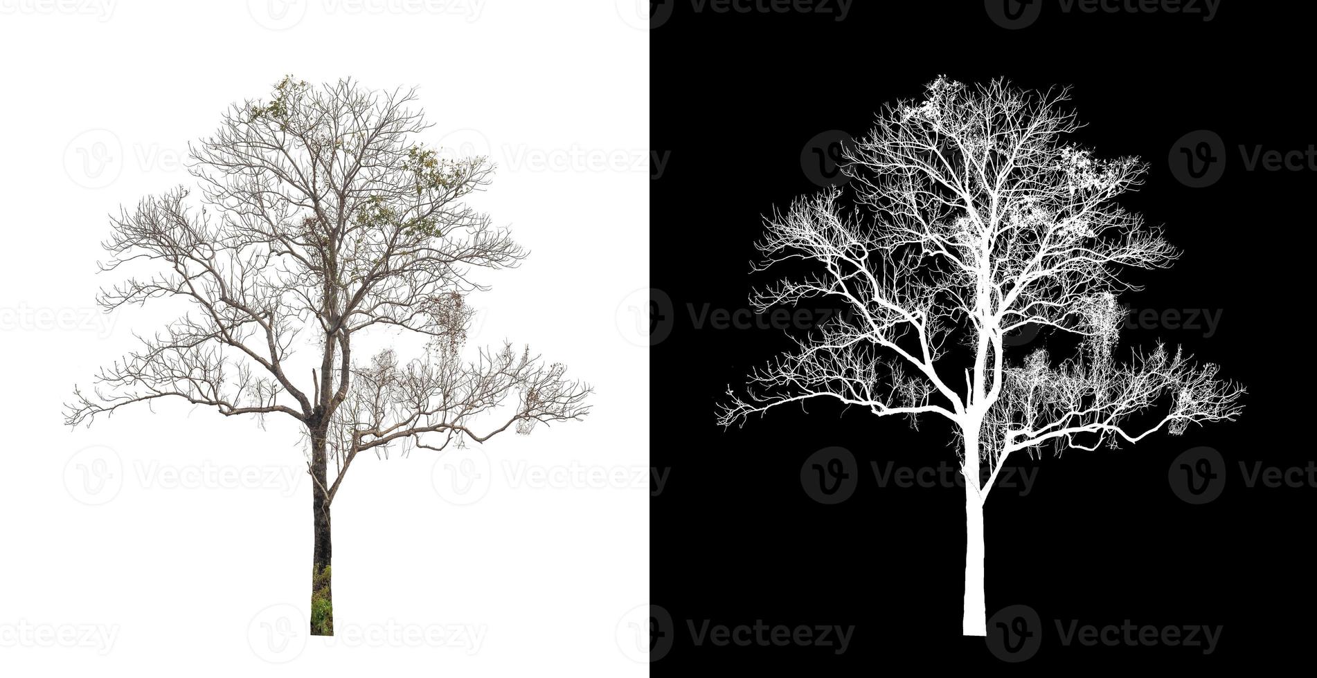 árbol único con trazado de recorte y canal alfa sobre fondo negro foto