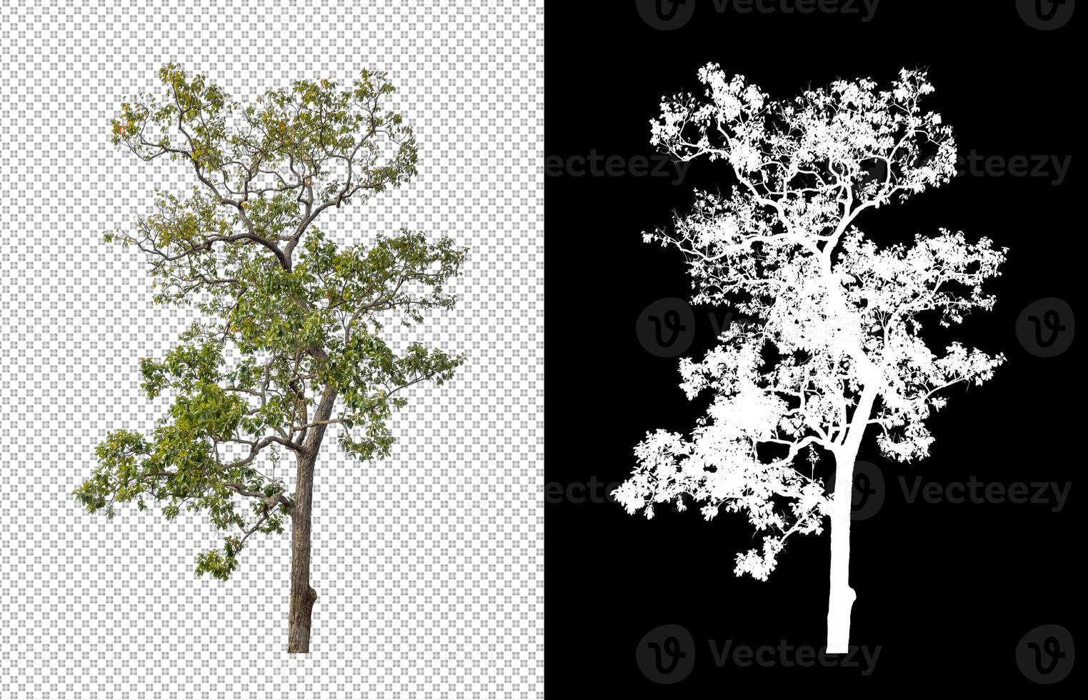 Tree isolated on transparent background with clipping path and alpha channel photo