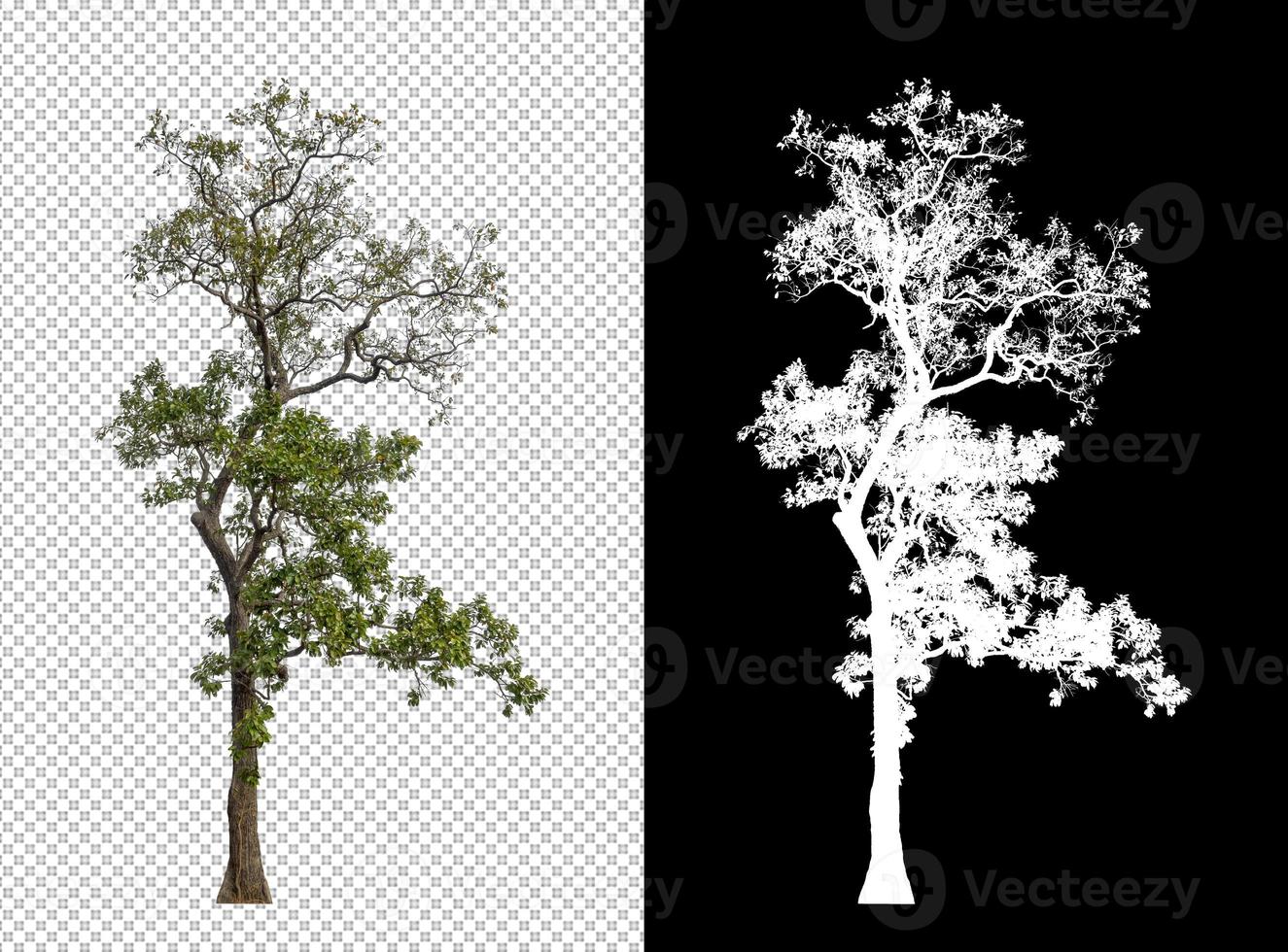 Tree isolated on transparent background with clipping path and alpha channel photo