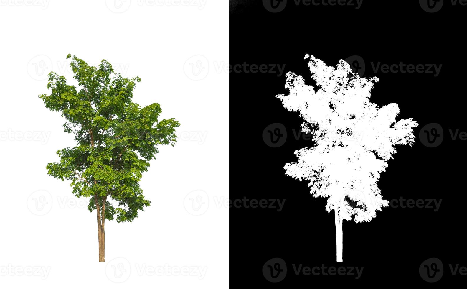 single tree with clipping path and alpha channel on black background photo