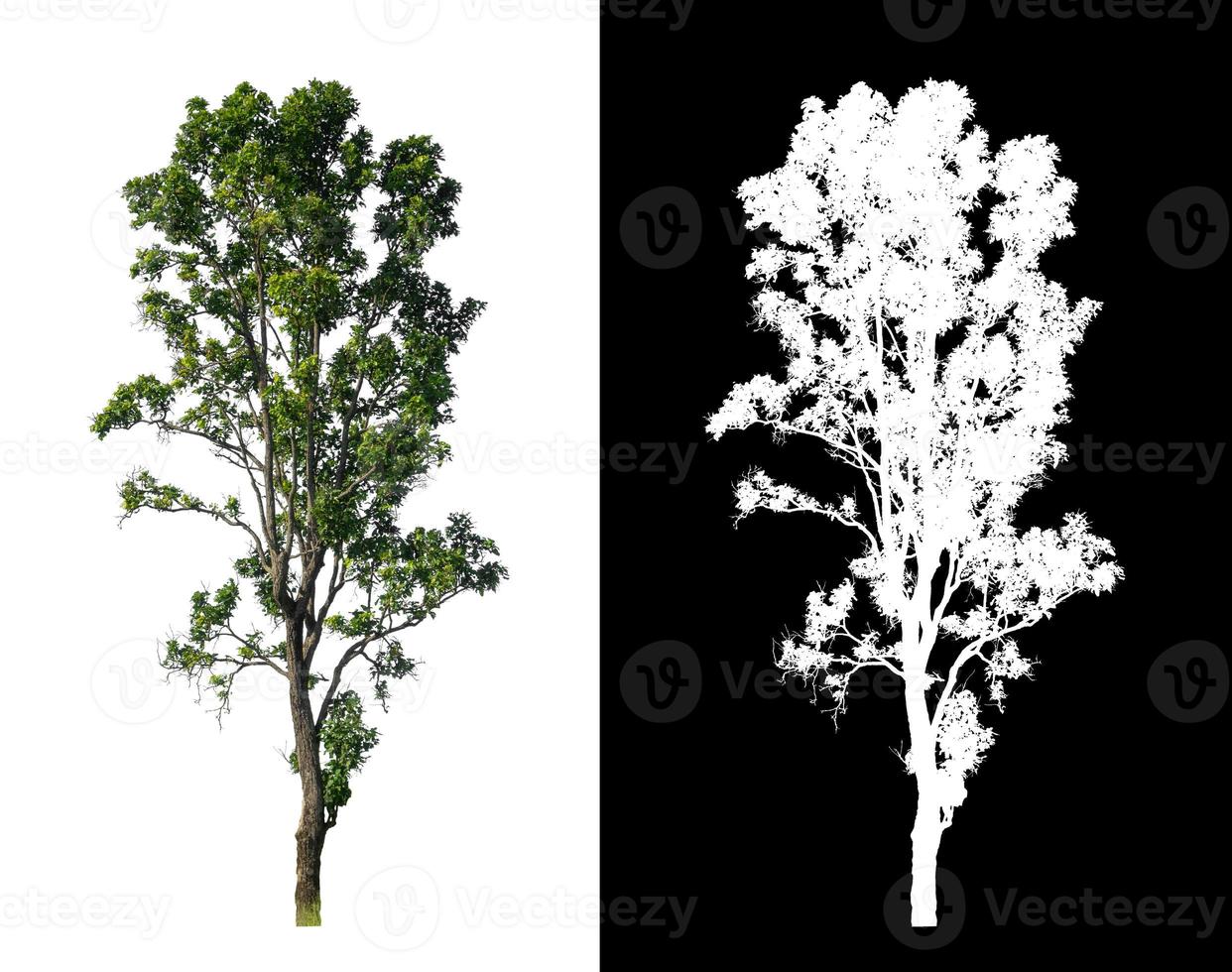 single tree with clipping path and alpha channel on black background photo