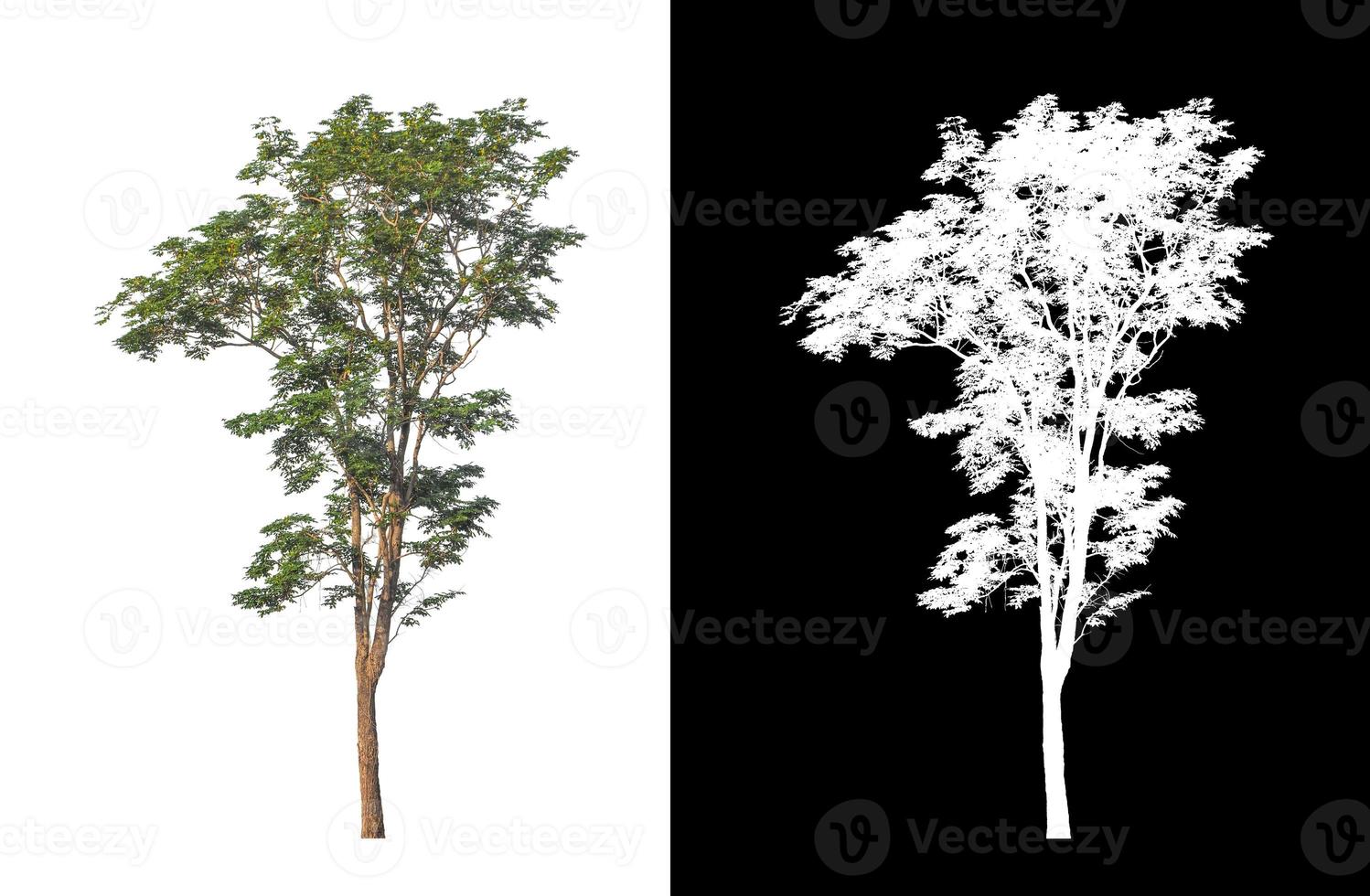 single tree with clipping path and alpha channel on black background photo