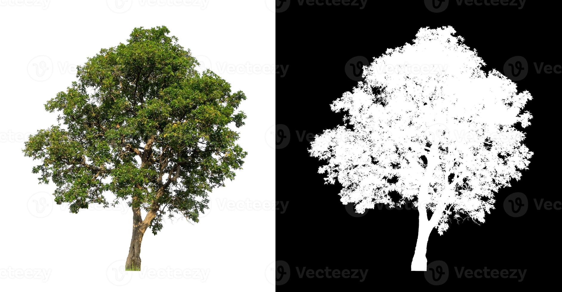 Tree on transparent picture background with clipping path, single tree with clipping path and alpha channel photo