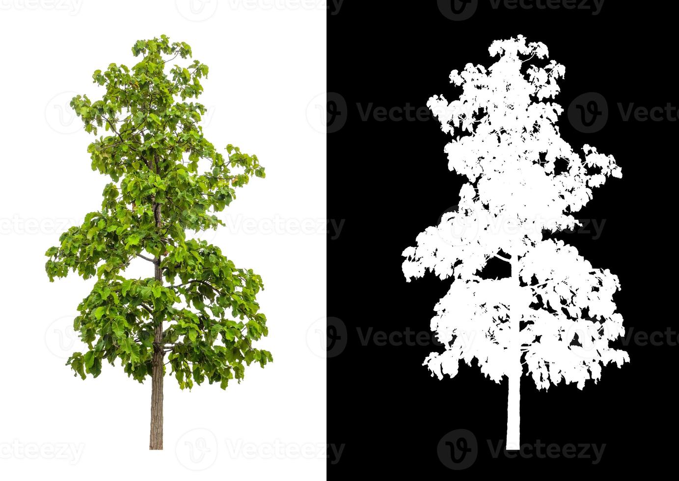 Tree isolated on a white background with clipping path and alpha channel photo