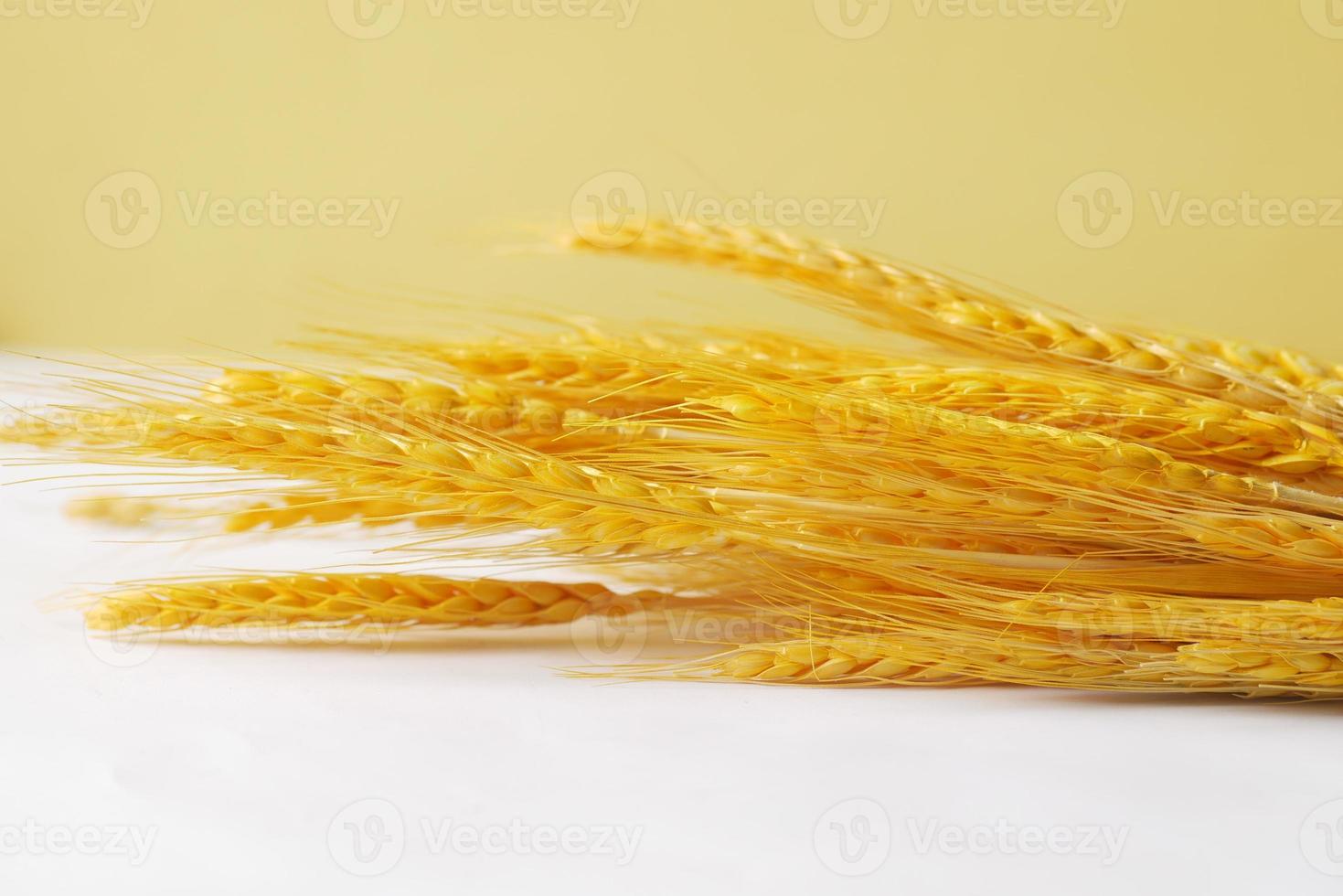 detail shot of wheat spikelets on table photo