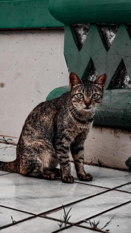 portrait of a cat with a cute face facing the camera photo