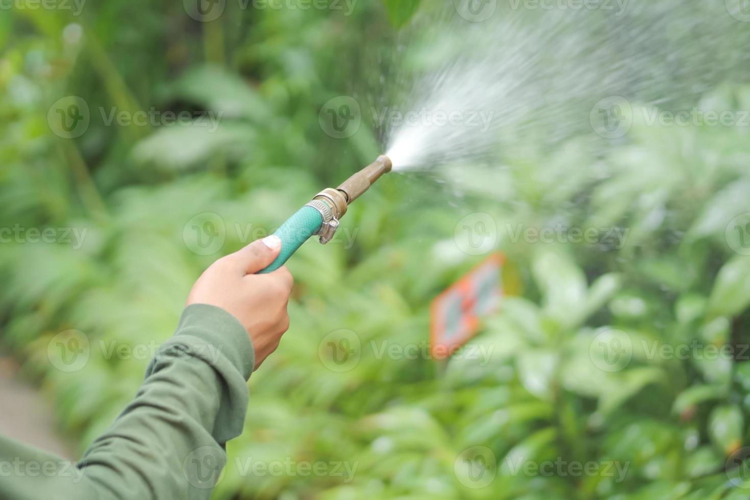 watering plants in the garden photo