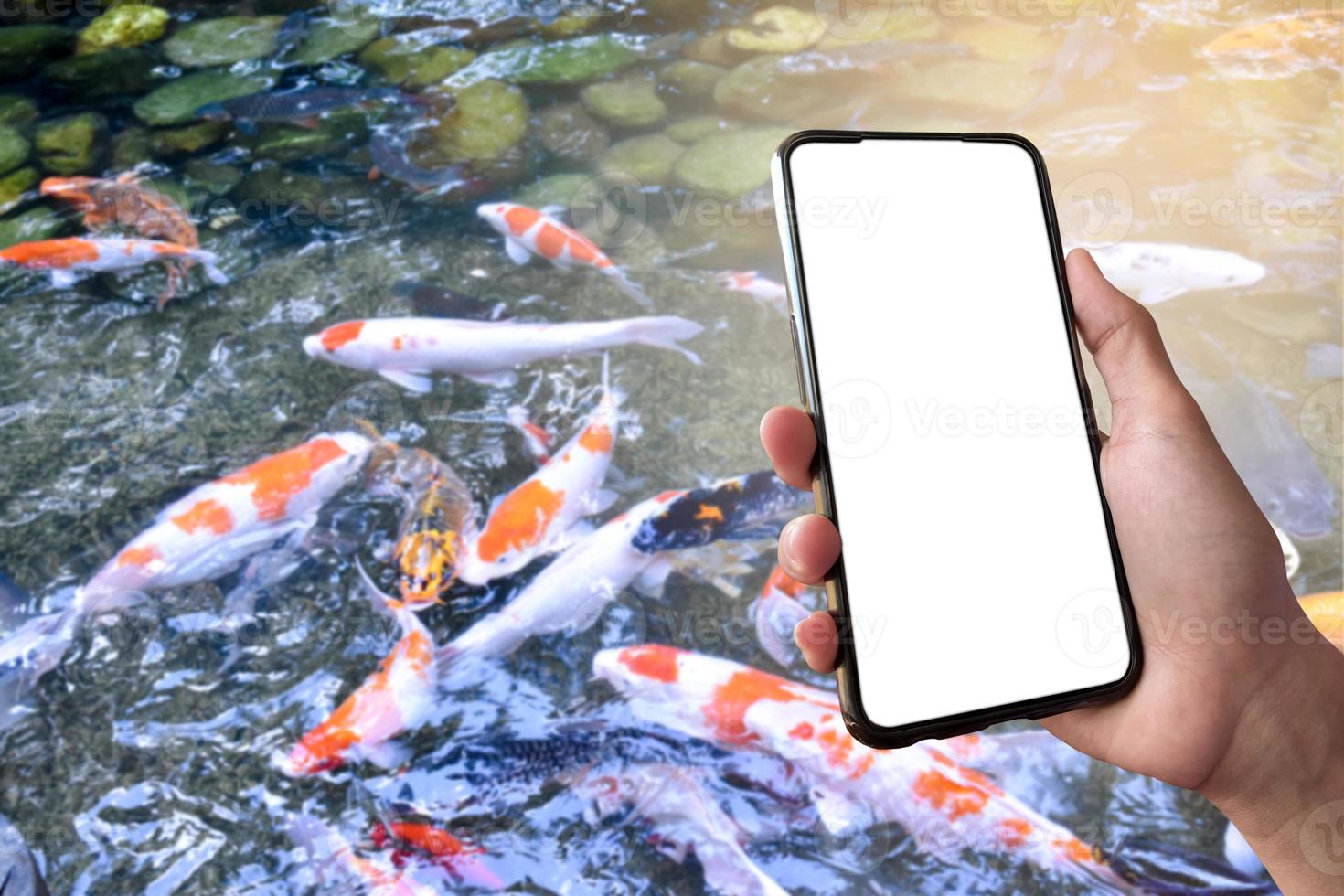 White touch screen mobile phone in hand which blurred a group of KOI fish or crap fish which swimming in a small pond background, concept for KOI or crap fish learning, taking photo and searching.