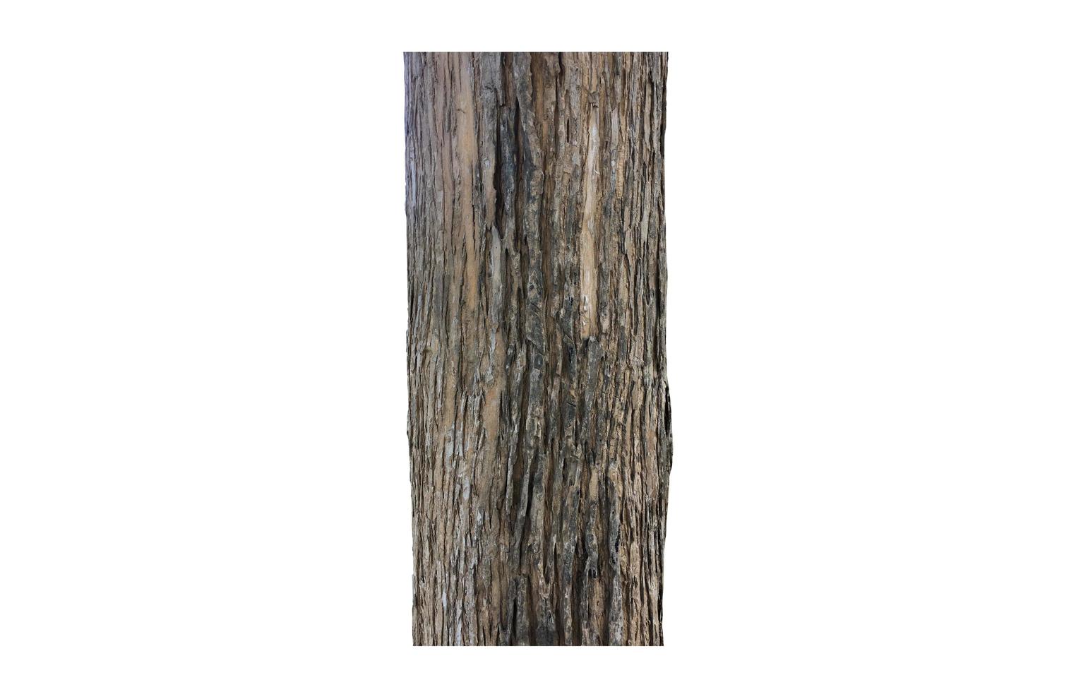 Isolated teak bark skin and teak bark surface on white backgrouhd, clipping paths. photo