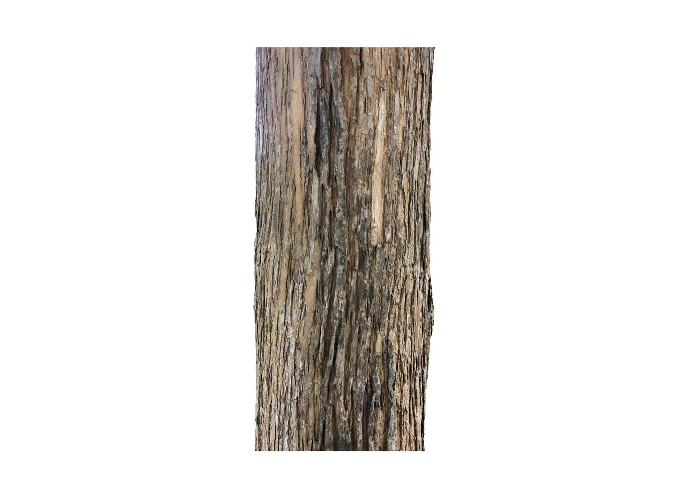 Isolated teak bark skin and teak bark surface on white backgrouhd, clipping paths. photo