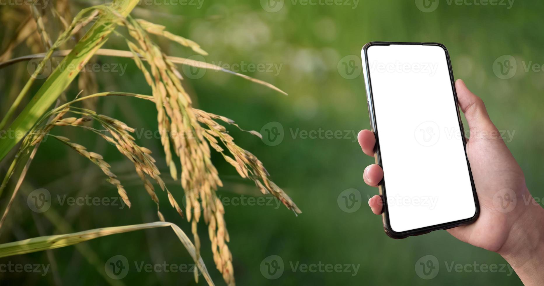Smart mobile phone which has blank touchscreen holding in hand of rice farmer, concept for using smartphone with online rice or crops growing and rice trading information checking. photo