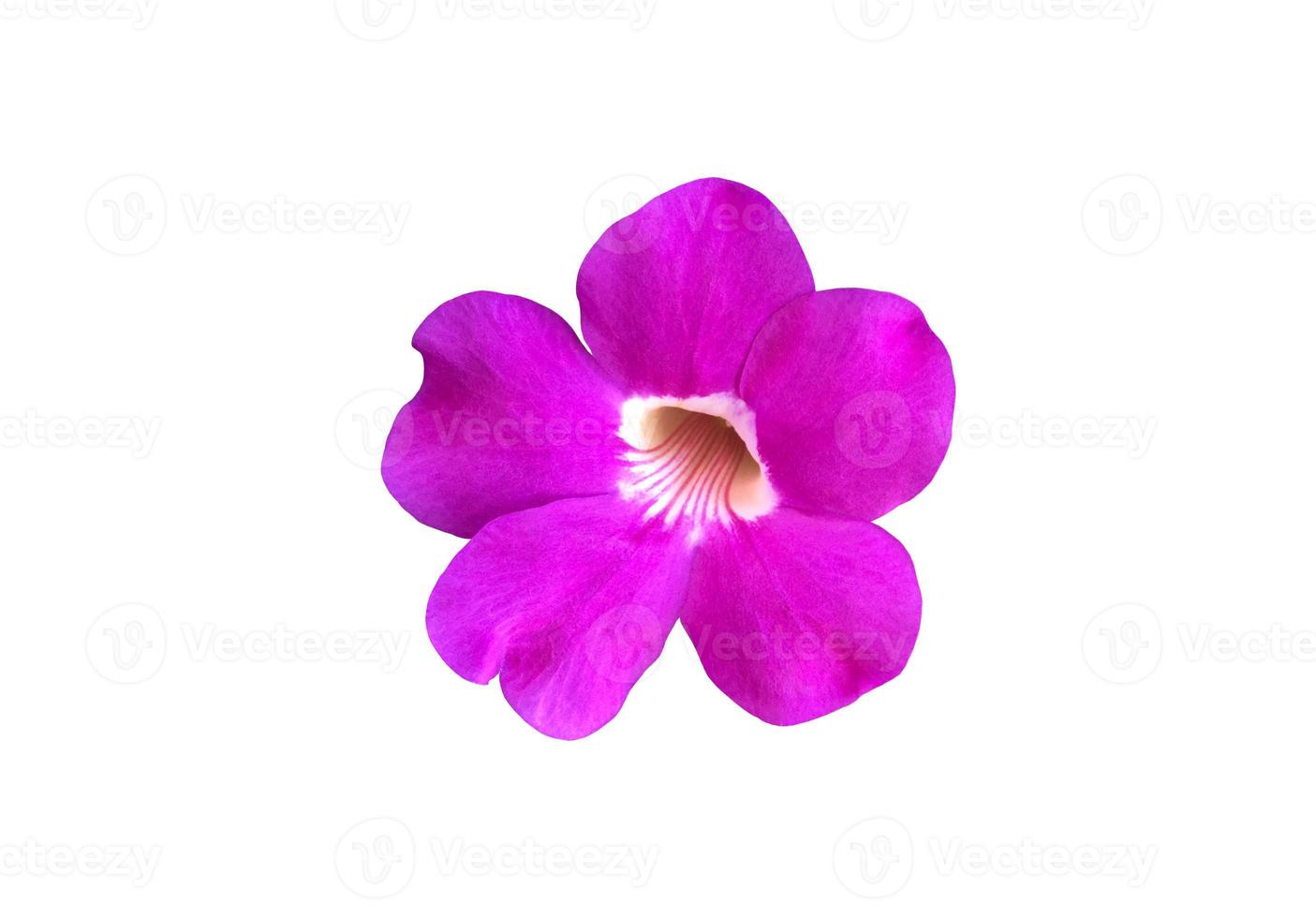 Isolated violet trumpet vine l aurel clockvine flower with clipping paths. photo