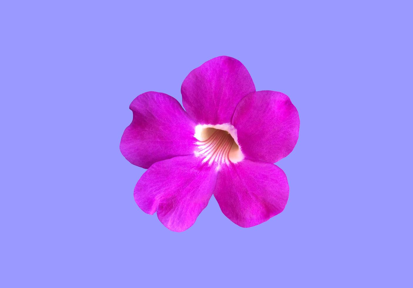 Isolated violet trumpet vine l aurel clockvine flower with clipping paths. photo