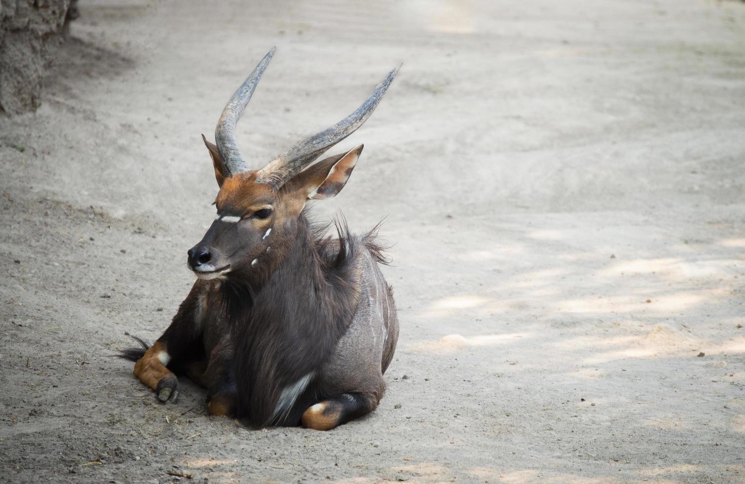 nyala antelope in zoo photo