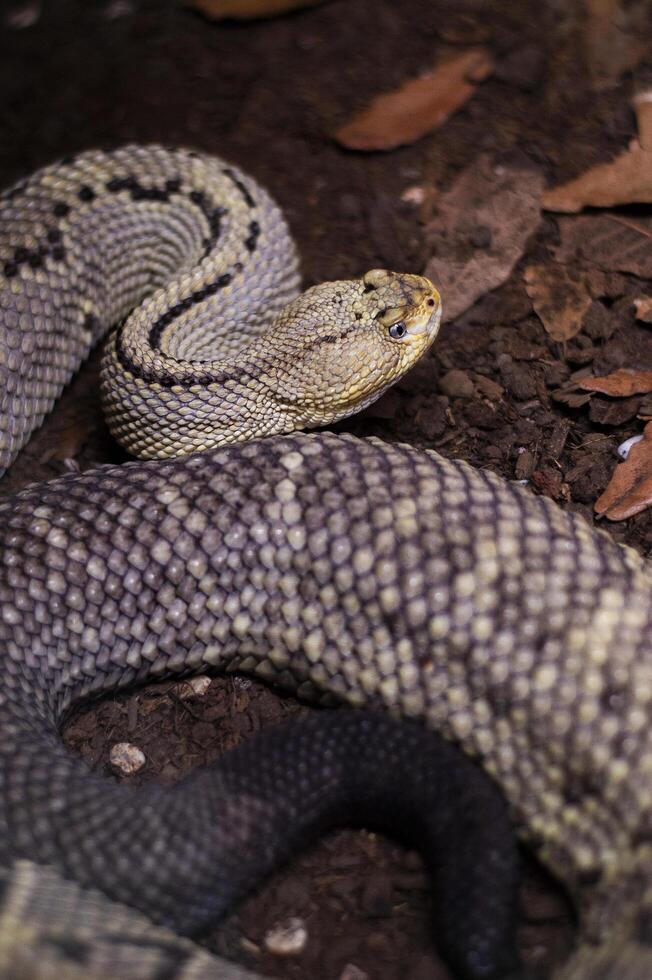 serpiente de cascabel neotropical del noroeste en el herpetario foto