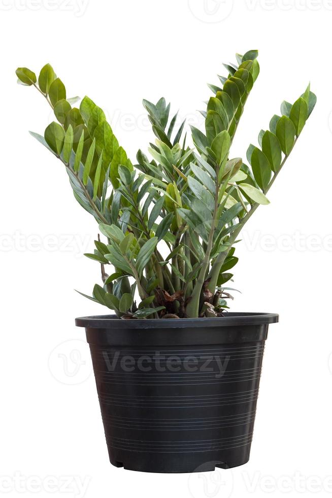 Zanzibar gem, aroid palm or arum fern in black plastic pot isolated on white background included clipping path. photo