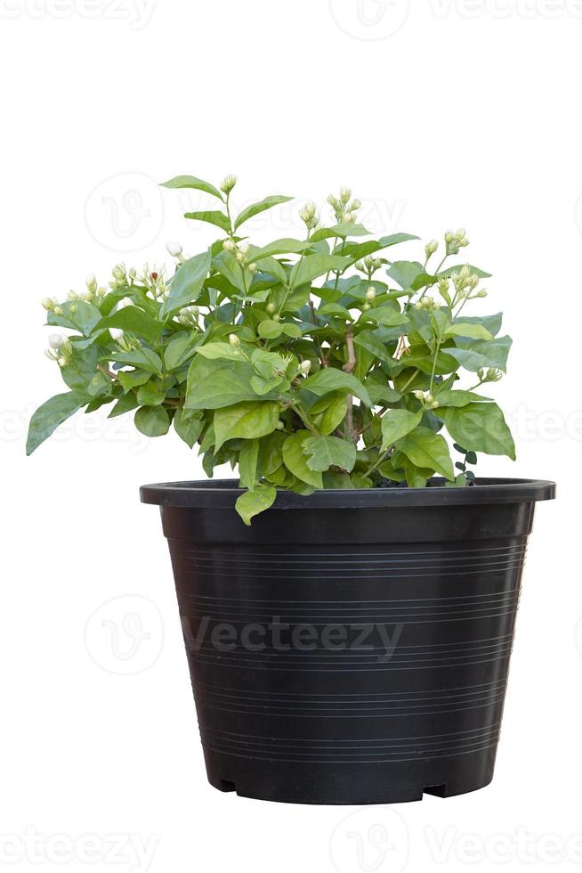 Jasmine flower bud in black plastic pot isolated on white background included clipping path. photo