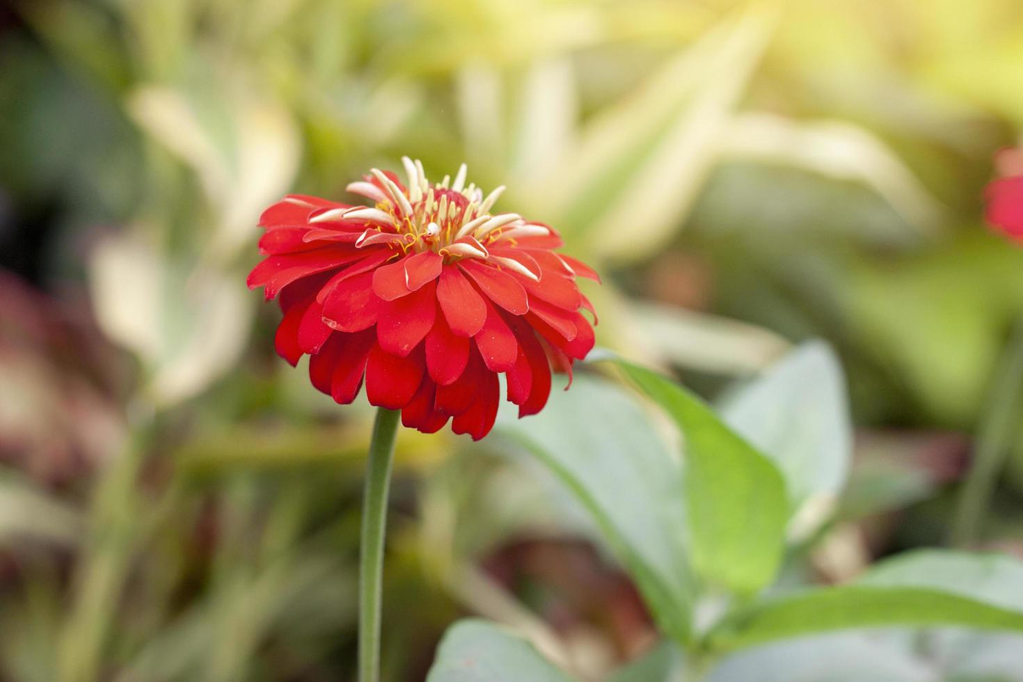 flor de zinnia roja hermosa con luz solar en el fondo de la naturaleza en el jardín. foto