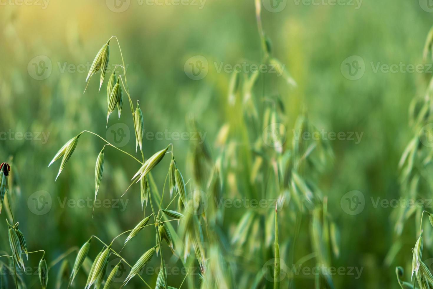 Green unripe ears of oats in a farmer's field. photo