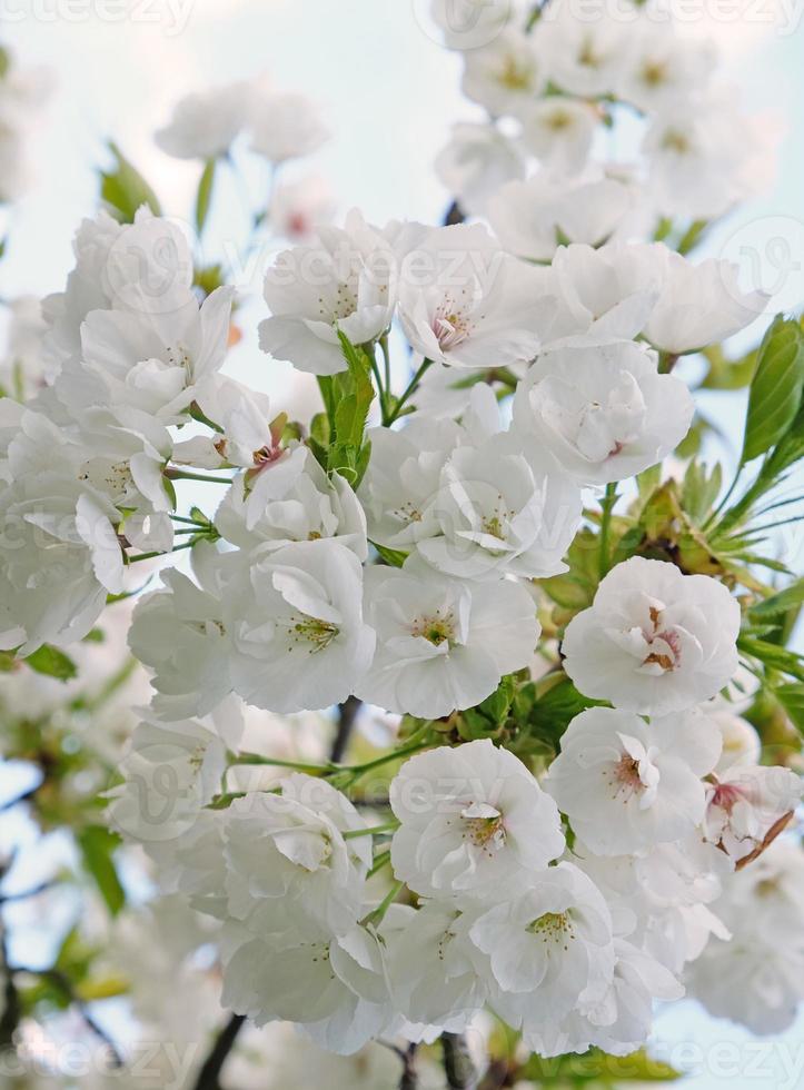 Branch of blooming white flowers of cherry plum tree in early spring. Amazing natural floral spring banner or greeting card, postcard, poster. Selective focus photo