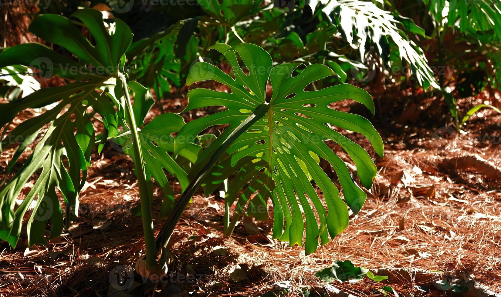 las hojas verdes de la planta monstera crecen en la jungla de árboles trepadores salvajes, las plantas de la selva tropical arbustos de vides perennes. Fondo de concepto de patrón de follaje de selva tropical. foto